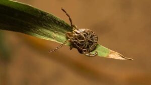 campinas-mapeia-areas-de-risco-apos-surto-de-febre-maculosa-resultar-em-mortes