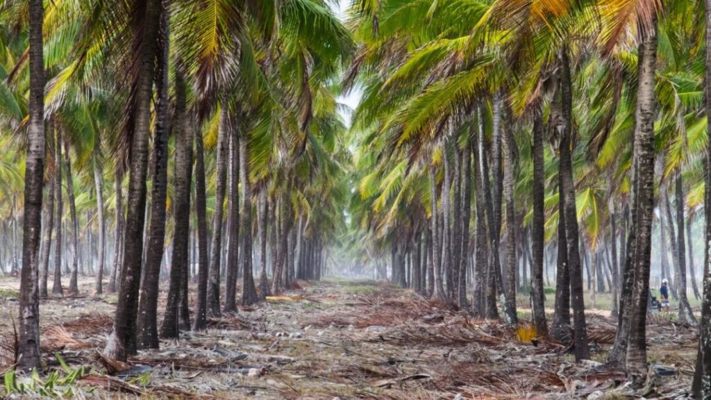 Porto de Galinhas entre Destinos mais procurados pelo Brasileiro