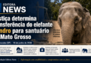Justiça determina transferência do elefante Sandro para santuário no Mato Grosso