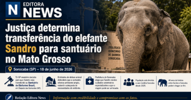 Justiça determina transferência do elefante Sandro para santuário no Mato Grosso