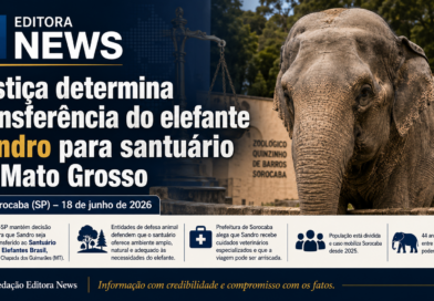 Justiça determina transferência do elefante Sandro para santuário no Mato Grosso